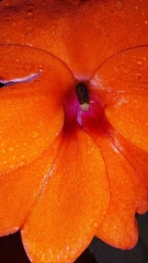 Impatiens hawkeri