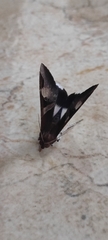 Melipotis fasciolaris