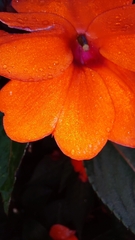 Impatiens hawkeri