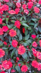 Impatiens hawkeri
