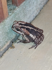 Rhinella crucifer