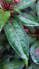 Impatiens hawkeri