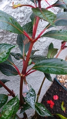 Impatiens hawkeri
