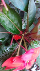 Impatiens hawkeri
