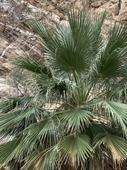 Washingtonia