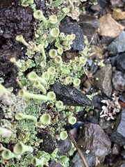 Cladonia fimbriata