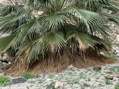 Washingtonia