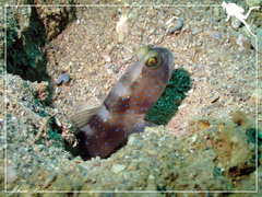 Cryptocentrus fasciatus