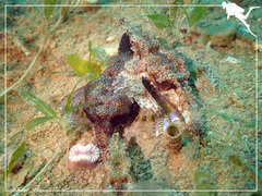 Eurypegasus draconis