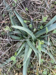 Tradescantia subacaulis