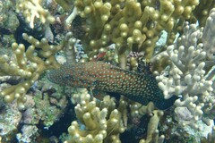 Cephalopholis cyanostigma