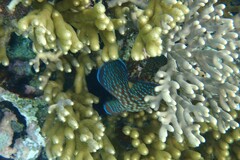 Cephalopholis cyanostigma