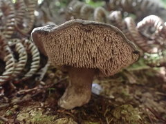 Sarcodon carbonarius