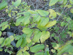 Lonicera
