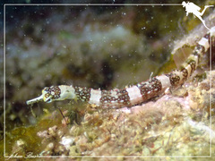 Corythoichthys amplexus