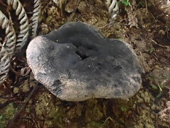 Sarcodon carbonarius