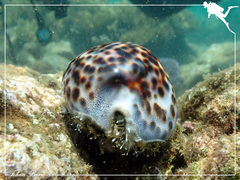 Cypraea tigris