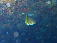 Lutjanus fulviflamma