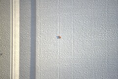 Atalantycha bilineata