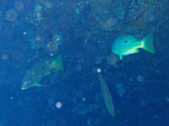 Lutjanus fulviflamma