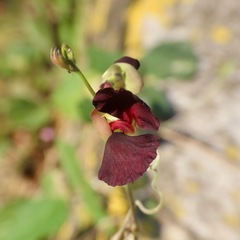 Macroptilium atropurpureum