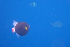 Melichthys vidua