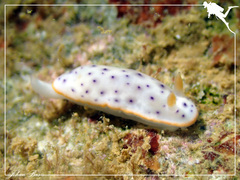 Chromodoris aspersa