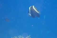 Heniochus varius