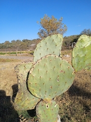 Opuntia robusta