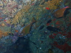 Pempheris vanicolensis