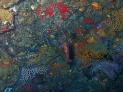 Pempheris vanicolensis