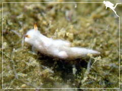 Murphydoris maracabranchia