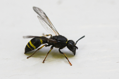 Ancistrocerus trifasciatus