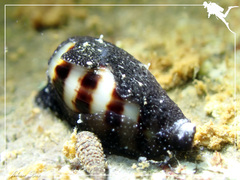 Palmadusta asellus