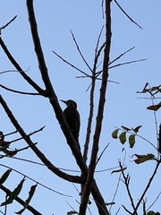 Melanerpes striatus