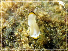 Pseudoceros heronensis