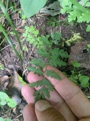 Cystopteris protrusa