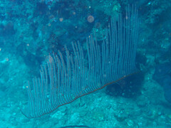 Ctenocella pectinata