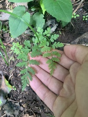 Cystopteris protrusa