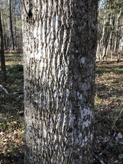 Liriodendron tulipifera