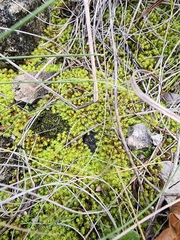 Pseudocrossidium crinitum