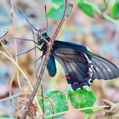 Battus polydamas polydamas