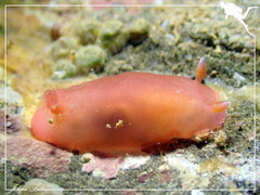 Dendrodoris fumata