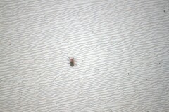 Atalantycha bilineata