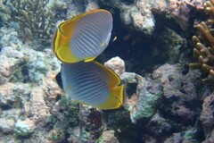 Chaetodon adiergastos