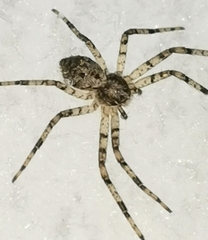 Philodromus margaritatus