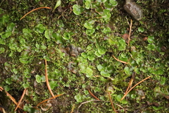 Pellia neesiana