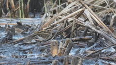 Lymnocryptes minimus