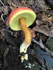 Boletus subfraternus