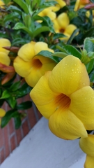 Allamanda cathartica